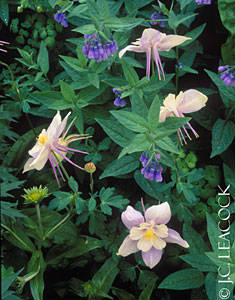 Columbines and bluebells