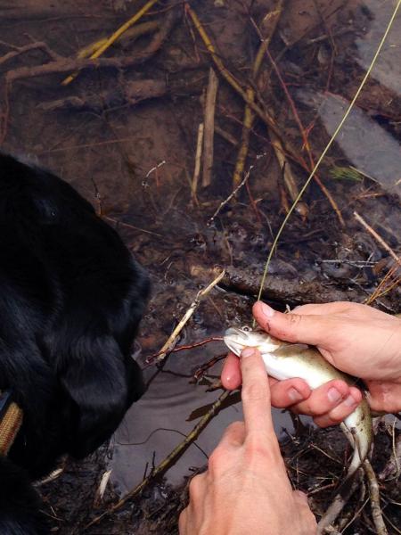 Teaching the dog Frank about Catch and Release Fly Fishing in Crested Butte, Colorado!