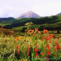 Beautiful wild flowers and long summer days! Come visit Crested Butte for this summertime bliss!Photo by: Teresa Cesario