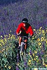 Mountain biker in wildflowers