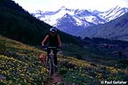 Mountain biker with wildflowers