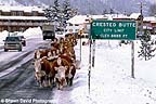 Our worst off season traffic problem: annual cattle drive clogs downtown streets