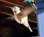 The musical buzz of hummingbirds adds to the pleasure of early morning coffee on the porch.