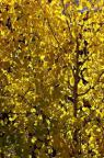 Fall aspen leaves turn brilliant gold