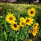 Beautiful wild flowers in Crested Butte, Colorado! Such a great summer!