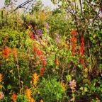 Thanks for the spectacular Crested Butte wildflower show this summer!<br>Photographer: Teresa Cesario