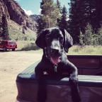 Happy Crested Butte pup ready to go fishing!